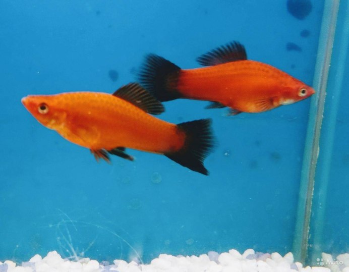 Xiphophorus montezumae