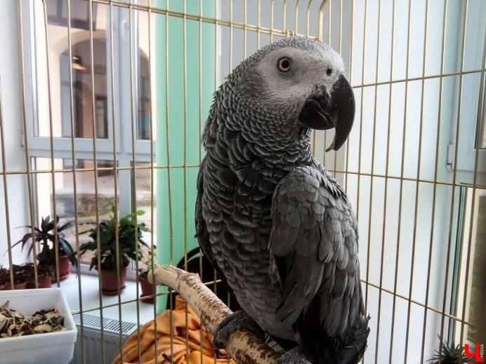 Говорящий попугай жако