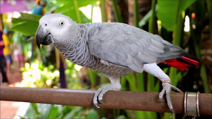 Краснохвостый жако