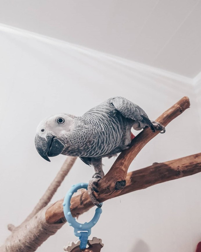 Африканский попугай жако