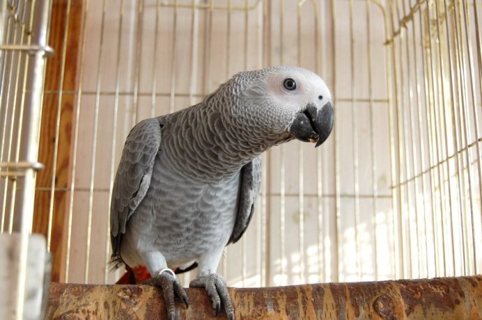 Бурохвостый жако