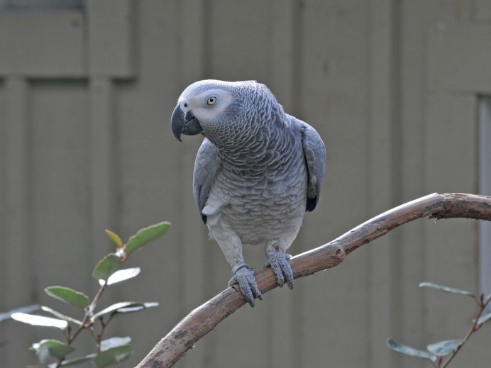 Попугай жако