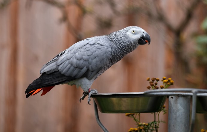 Жако ГРЕННИ