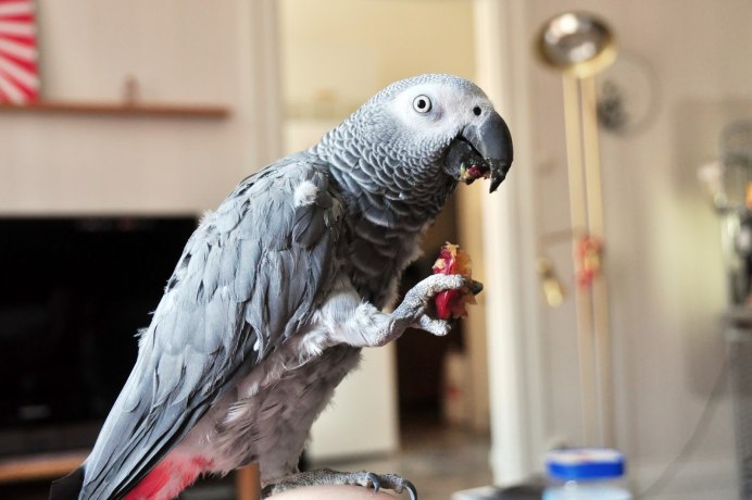 Попугай жако краснохвостый