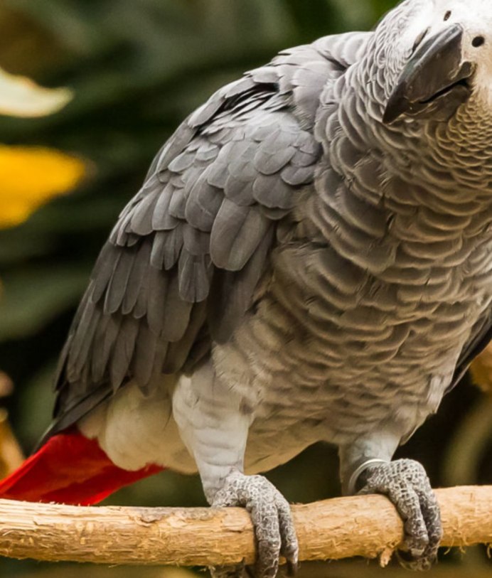 Попугай жако домашний