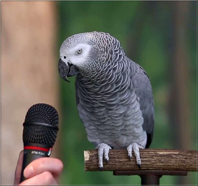 Краснохвостый жако