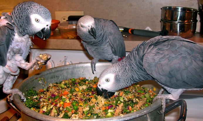 Серый попугай жако