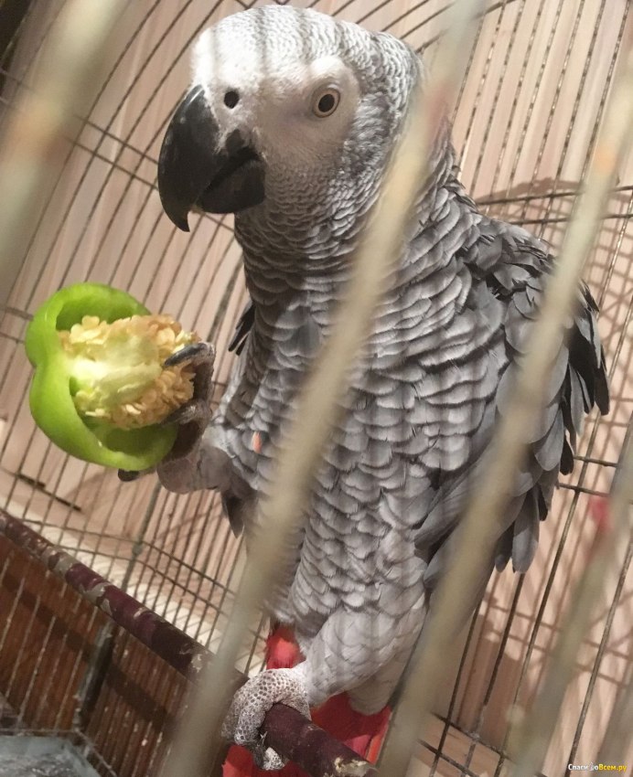 Краснохвостый жако