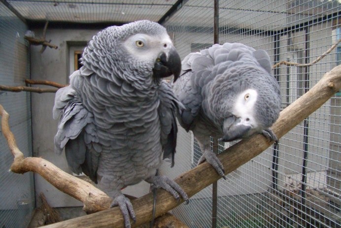 Краснохвостый жако