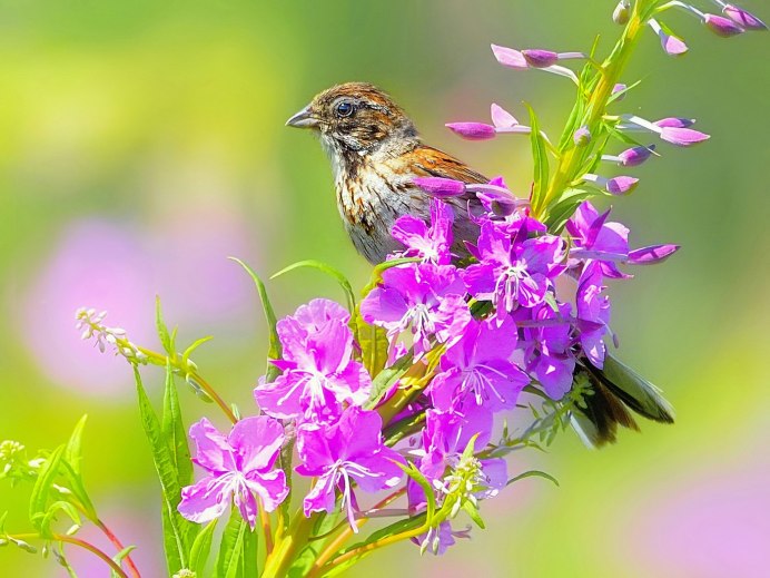 Конек Луговой Anthus pratensis