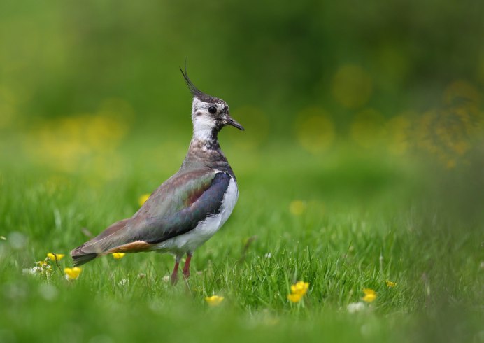 Colinus virginianus