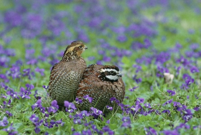 Чекан Луговой ‒ Saxicola Ruberta (l., 1758)
