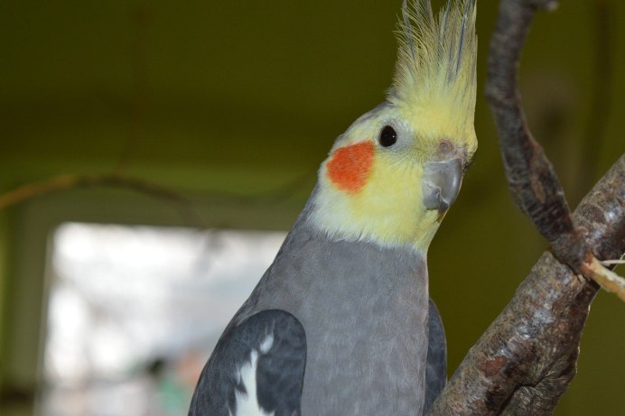 Корелла Cockatiel