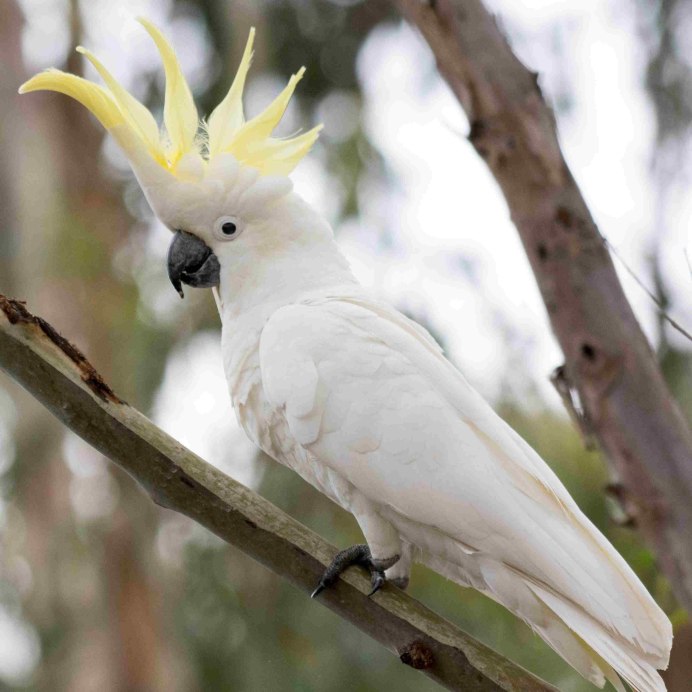 Корелла Cockatiel