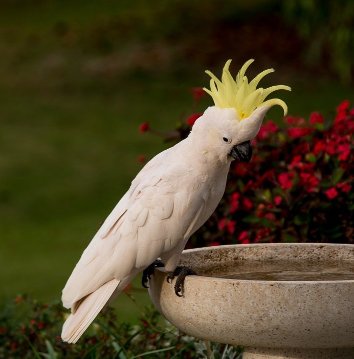 Sulphur Crested Cockatoo