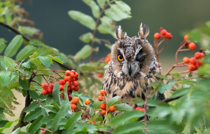Осень Совенок