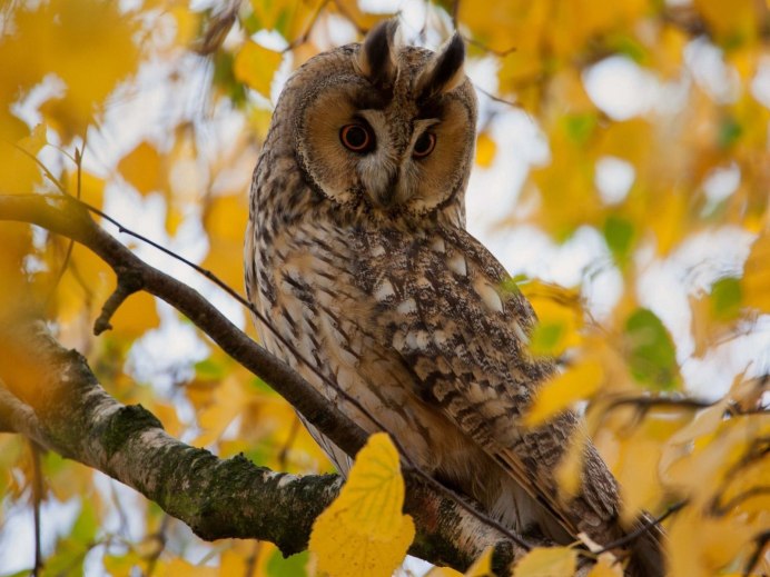Сова сидит на ветке
