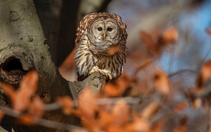Сова осенью
