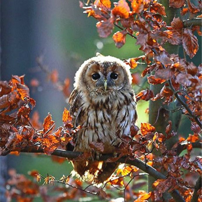 Птицы на дереве