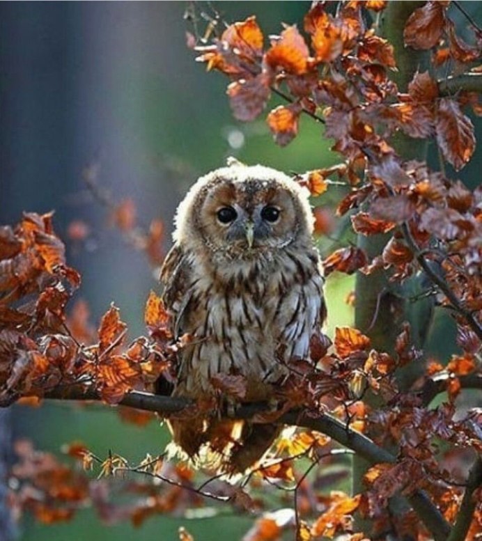 Сова в осеннем лесу