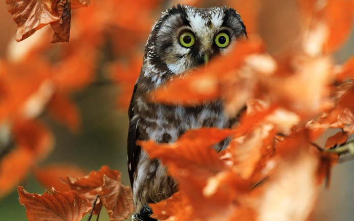 Сова в осенних листьях