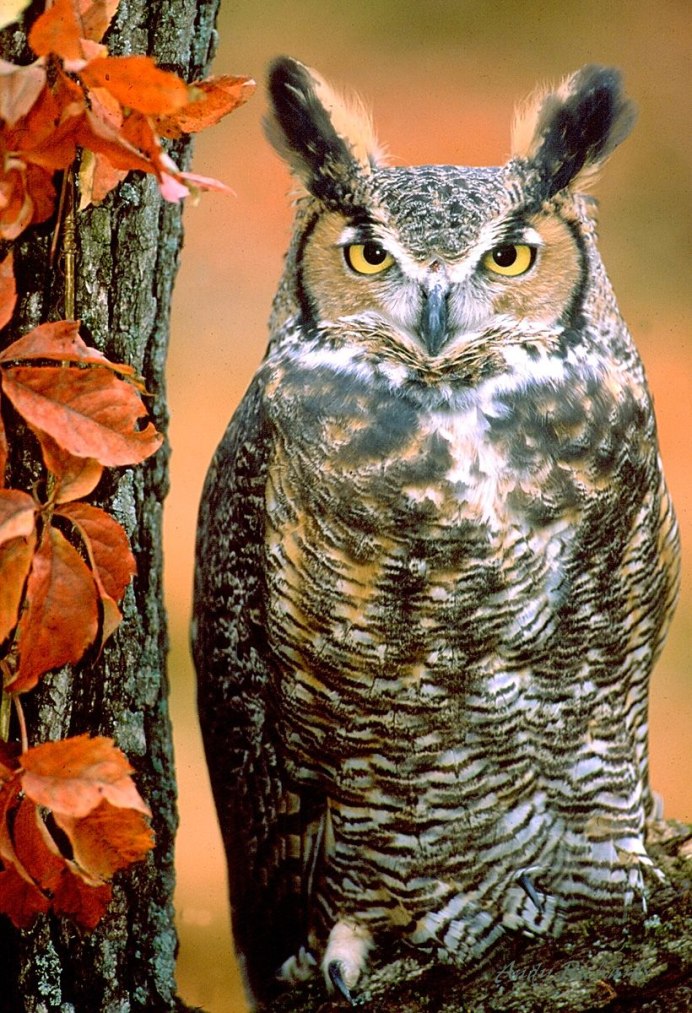 Сова осень