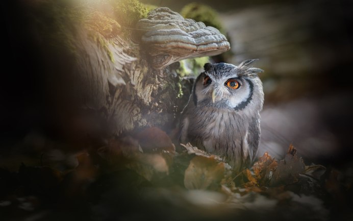 Обои на рабочий стол Совы осень