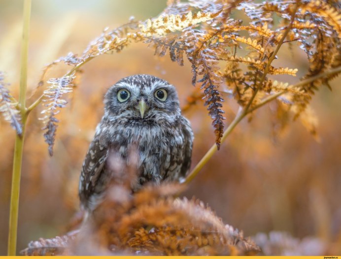 Сова в листве