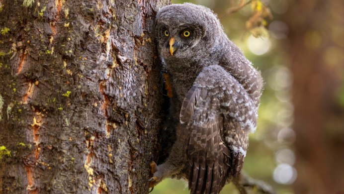 Сова осенью в лесу