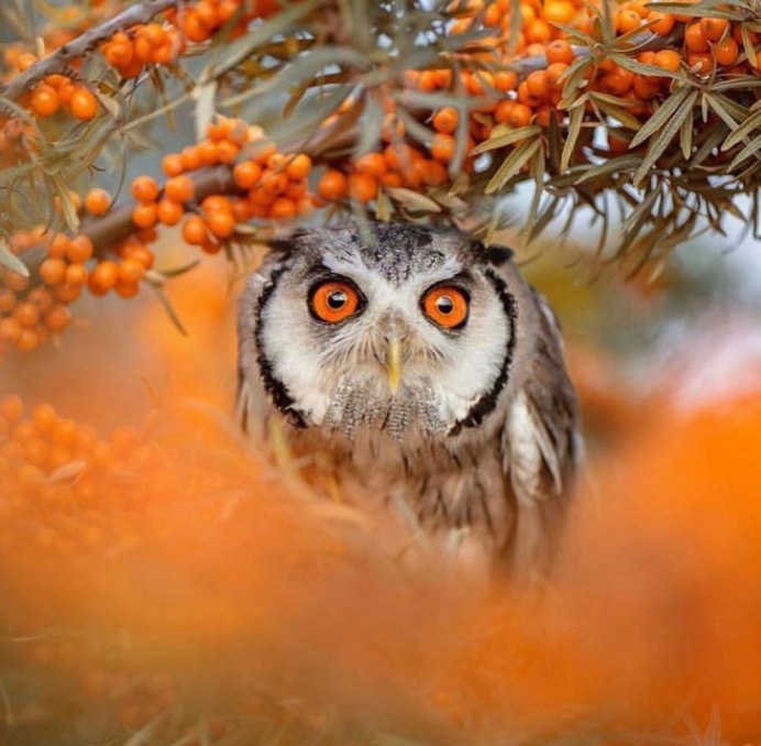 Мадагаскарская ушастая Сова / ASIO madagascariensis