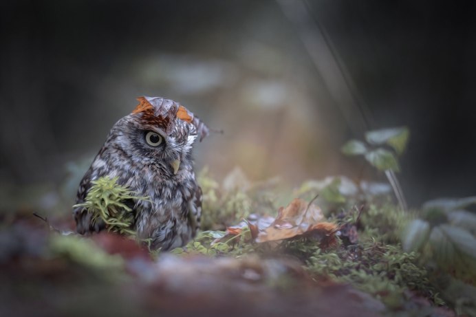 Совенок неясыти