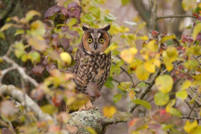 Сова в лесу