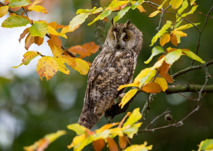 Сова в осеннем лесу