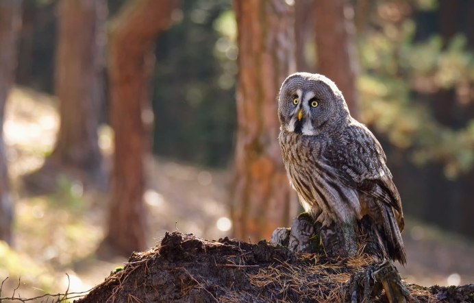 Филин в лесу