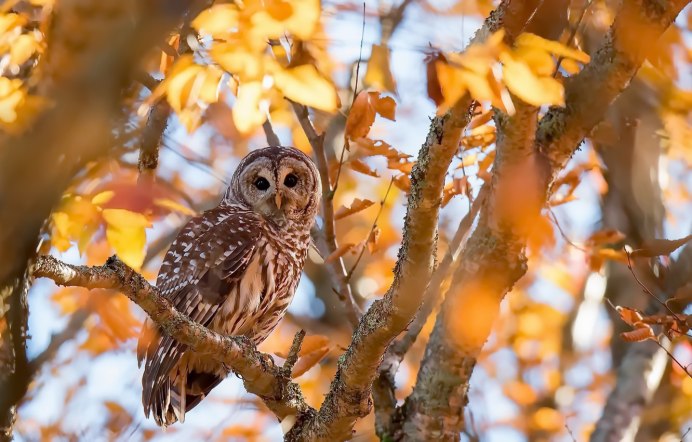 Сова осенью