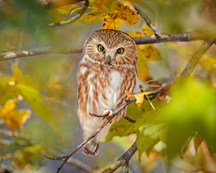 Сова осенью