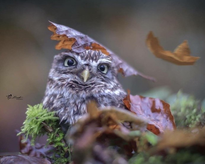 Сова осенью