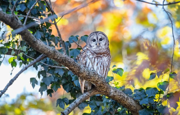 Длиннохвостая неясыть