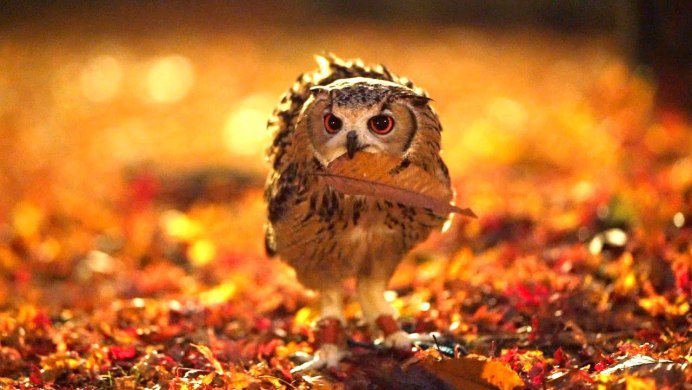 Осенняя Сова