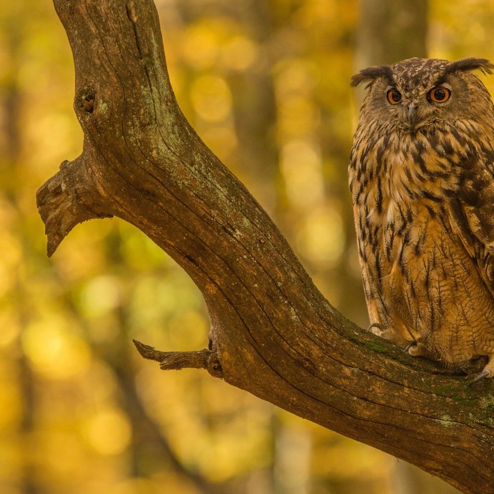 Филин на дереве