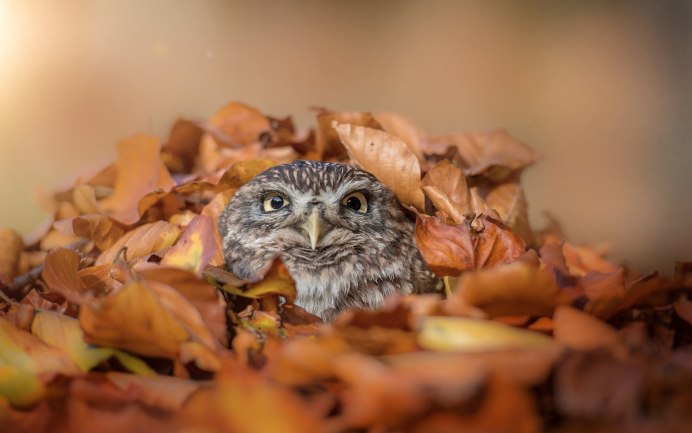 Животные осенью