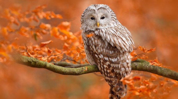 Осень Филин