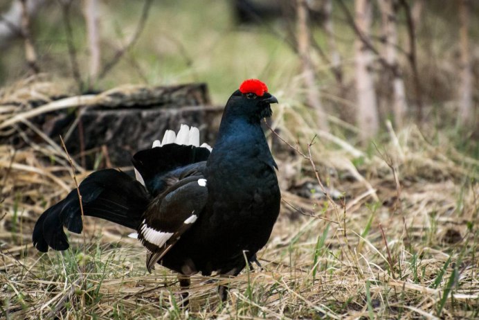 Тетерев - Lyrurus Tetrix (l.);
