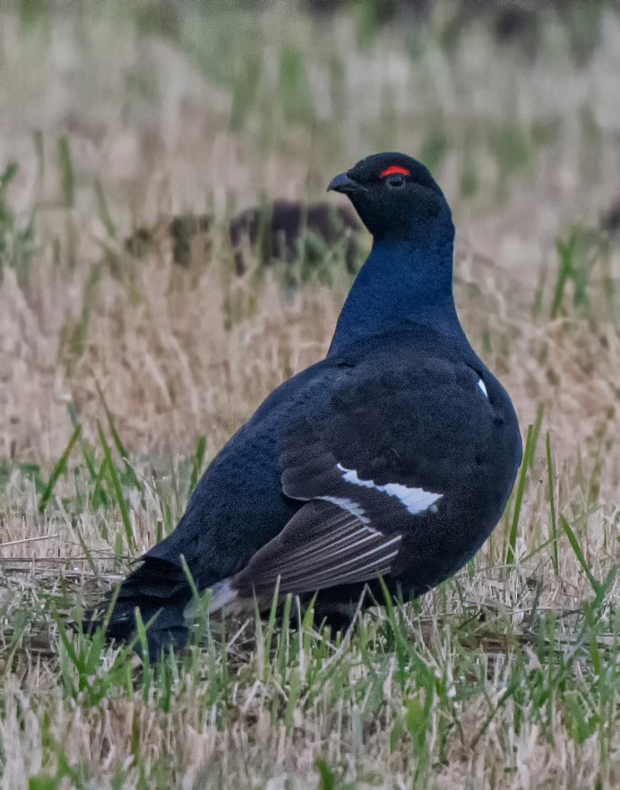 Тетерев-Косач (Lyrurus Tetrix)