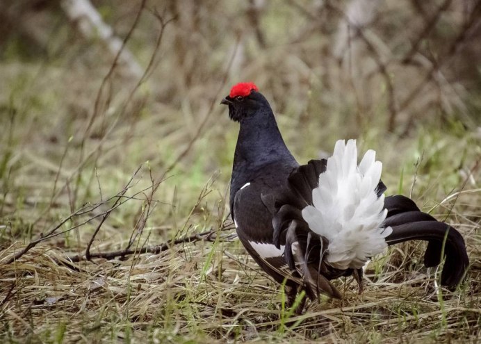 Тетерев-Косач (Lyrurus Tetrix)