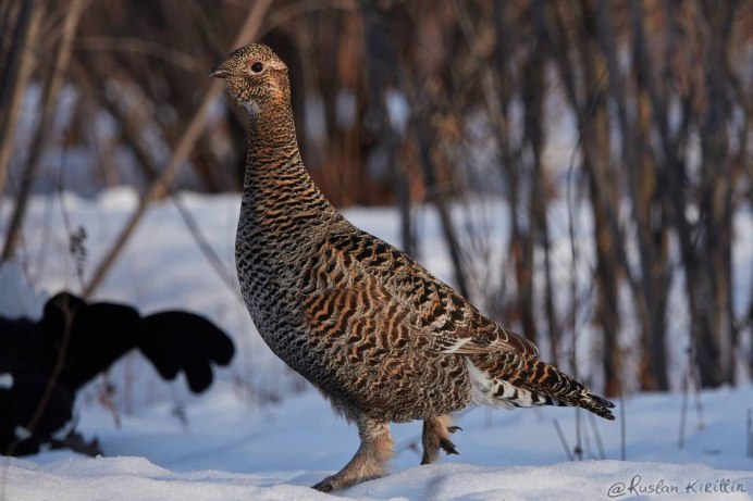 Тетерев Lyrurus Tetrix