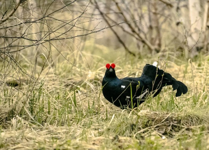 Косач рябчик Глухарь