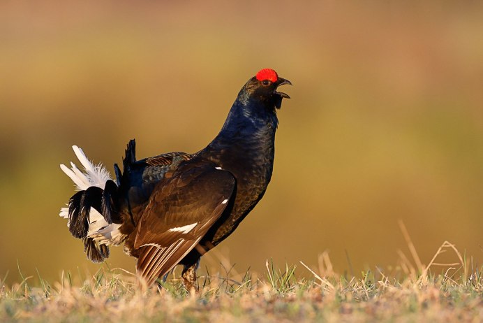 Краснобровый тетерев