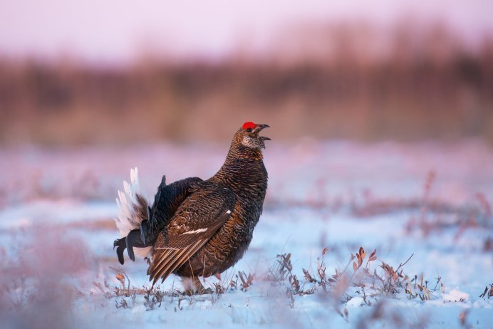 Тетерев-Косач зимой