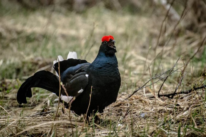 Чернобрюхий Глухарь Tetrao urogallus Major